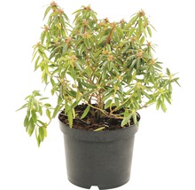 Rhododendron in pot