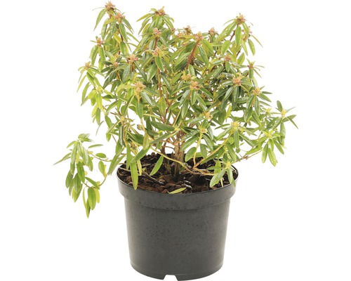 FLORASELF® Rhododendron 'Artic Tern' Ø17 cm wit