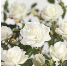 Close-up van witte rozenbloemen.