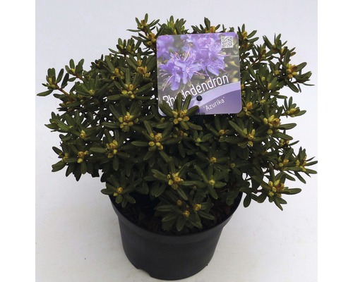 FLORASELF® Dwergrhododendron Rhododendron 'Azurika' potmaat Ø17 cm