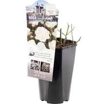 Sneeuwwitje roos in pot