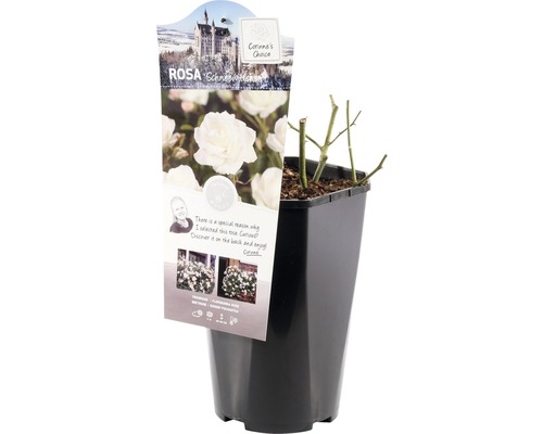 Sneeuwwitje roos in pot