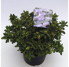 Rhododendron in een pot