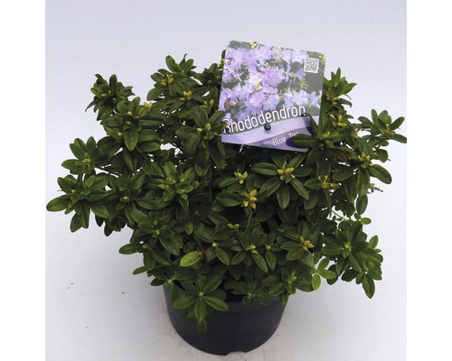 FLORASELF® Dwergrhododendron Rhododendron 'Blue Tit' potmaat Ø17 cm