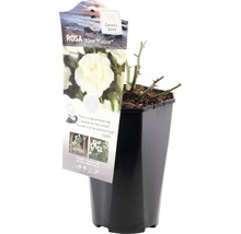 Rosa White Meilove in zwarte plantenpot