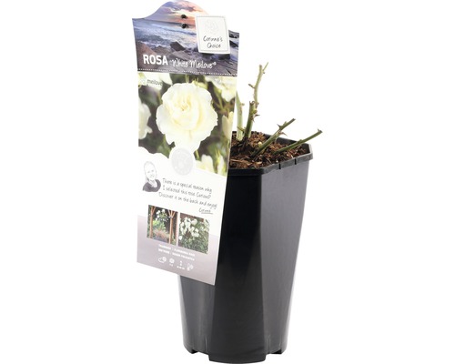 Rosa White Meilove in zwarte plantenpot