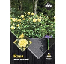 Rosa Yellow MEILOVE in een pot