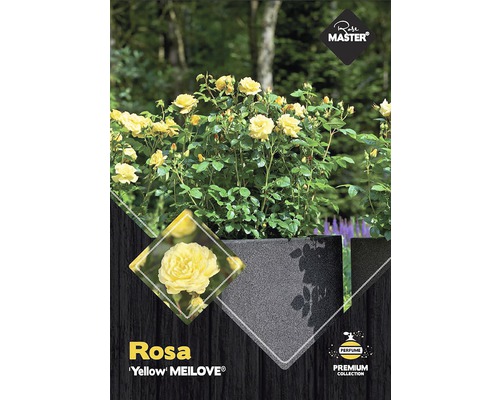 Rosa Yellow MEILOVE in een pot