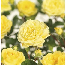Gele rozenbloem met bladeren