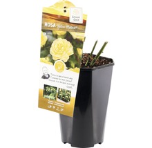 Rosa Yellow Meilove in pot