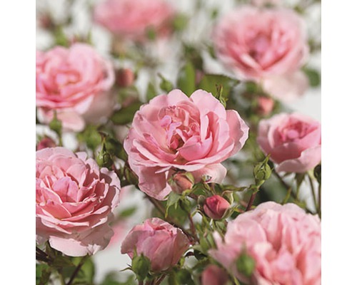 FLORASELF® Klimroos climbing bonica roze