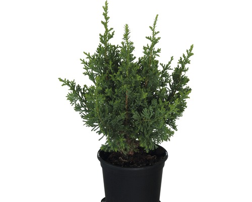 FloraSelf Californische cipres Chamaecyparis lawsoniana 'Little Spire' potmaat Ø 13 cm H 20-25 cm