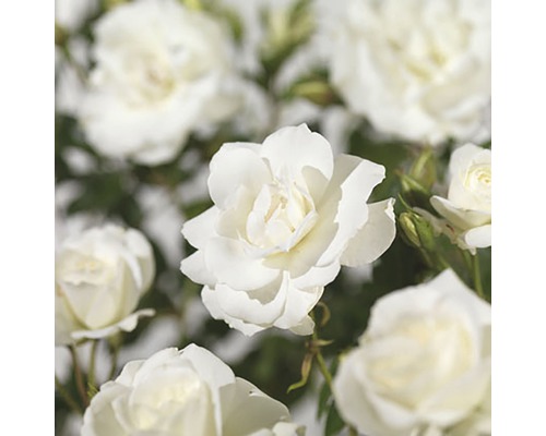 Close-up van witte rozenbloemen