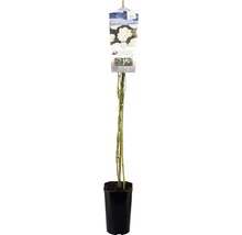FLORASELF® Klimroos climbing iceberg wit