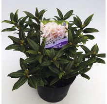 Rhododendron in pot met variëteitenlabel