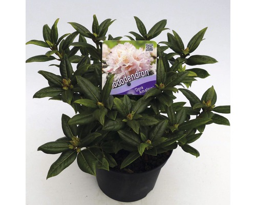 FLORASELF® Dwergrhododendron Rhododendron 'Dora Amateis' potmaat Ø17 cm