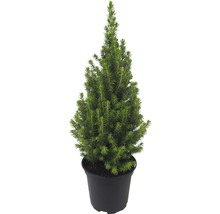 Canadese dwergspar Picea glauca Conica Perfecta potmaat Ø 13 cm H 25-35 cm