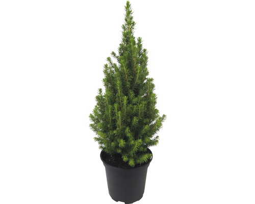Canadese dwergspar Picea glauca Conica Perfecta potmaat Ø 13 cm H 25-35 cm Dwergspar in pot