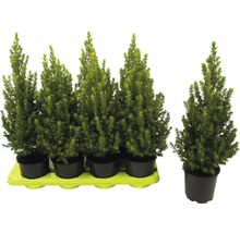 Canadese dwergspar Picea glauca Conica Perfecta potmaat Ø 13 cm H 25-35 cm