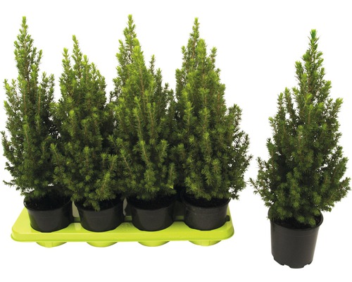 Verschillende dwergsparren in pot
