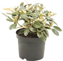 Rhododendron in pot met groene bladeren en bloemknoppen