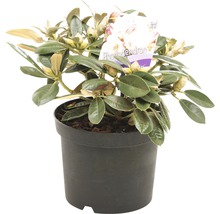 Rhododendron in pot met groene bladeren en bloemknoppen