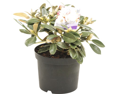 Rhododendron in pot met groene bladeren en bloemknoppen