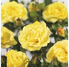Gele rozenbloesems met groene bladeren