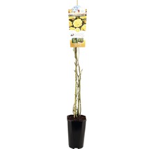 Gele klimroos in pot
