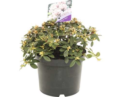 Rhododendron Ginny Gee in pot