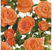 Close-up van oranje rozenbloemen