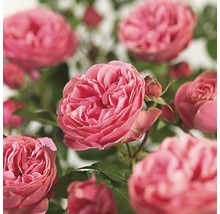 Close-up van roze rozenbloemen