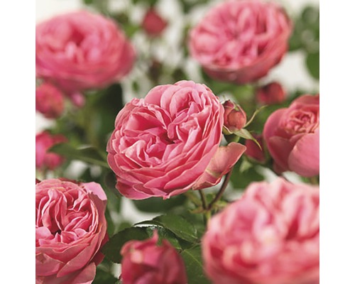 FLORASELF® Stamroos Rosa Leonardo da Vinci H90 cm roze
