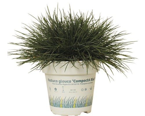 FLORASELF® Blauw Schapengras Festuca glauca Compact Blue' potmaat Ø10,5 cm Blauwgras Festuca Glauca in pot