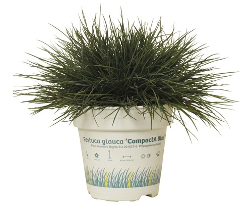 FLORASELF® Blauw Schapengras Festuca glauca Compact Blue' potmaat Ø10,5 cm