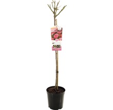 Rozenstam in een zwarte pot met etiket