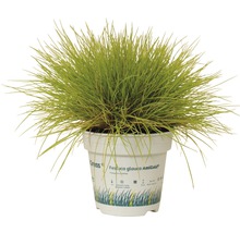 Blauw schapengras Festuca Glauca AmiGold in pot
