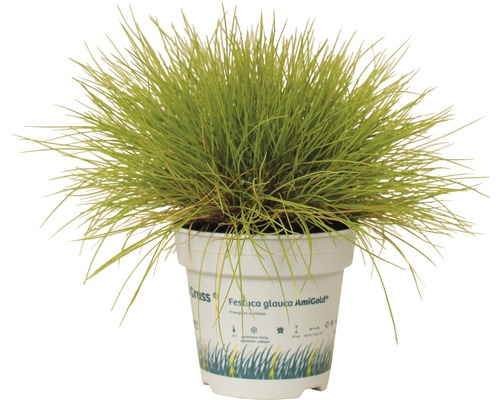 Blauw schapengras Festuca Glauca AmiGold in pot