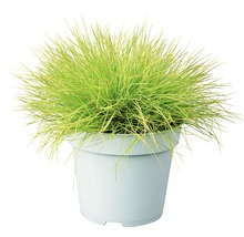 Siergras in pot