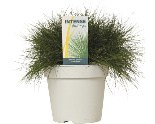 Blauwgras Festuca gautieri ''AmiGreen'' in pot