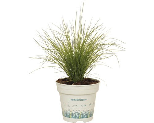 Siergras in pot