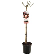 Stamroos in pot met etiket