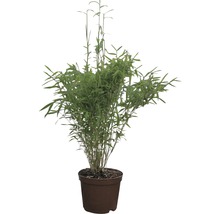 FLORASELF® Japanse bamboe "Fargesia Rufa" hoogte ca. 40-60 cm-thumb-3