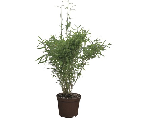 Bamboeplant in pot