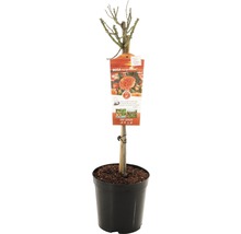 Rozenboom in pot met etiket