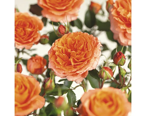 FLORASELF® Stamroos Rosa Orange Meilove H90 cm oranje