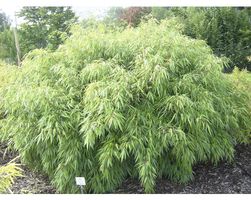 Bamboeplant in de tuin