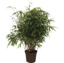 FLORASELF® Japanse bamboe "Fargesia Rufa" hoogte ca. 40-60 cm-thumb-0