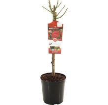 Rozenstruik in een pot
