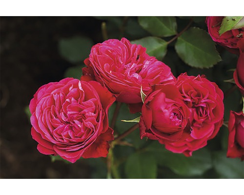 FLORASELF Stamroos Rosa 'Rose Meilove' potmaat Ø 24 cm H 70-90 cm